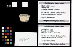 Foto (Objekt + Etikett) von Decapoda indet. (lobster)  (NHMW-GEO-1990-0041-2601)